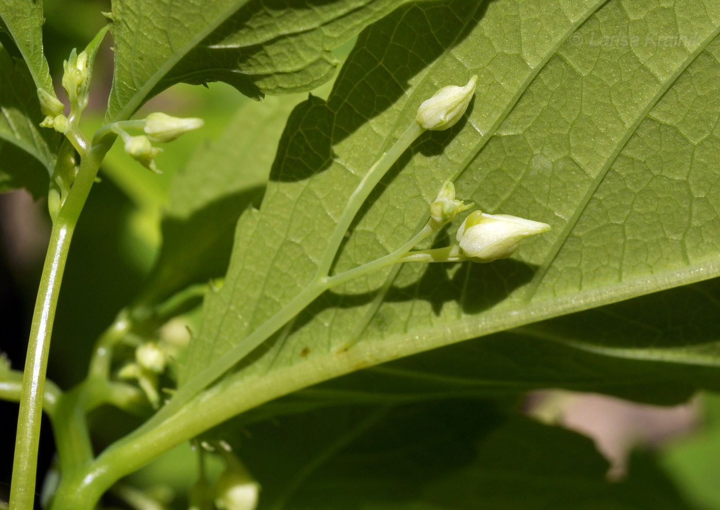 Image of Impatiens noli-tangere specimen.