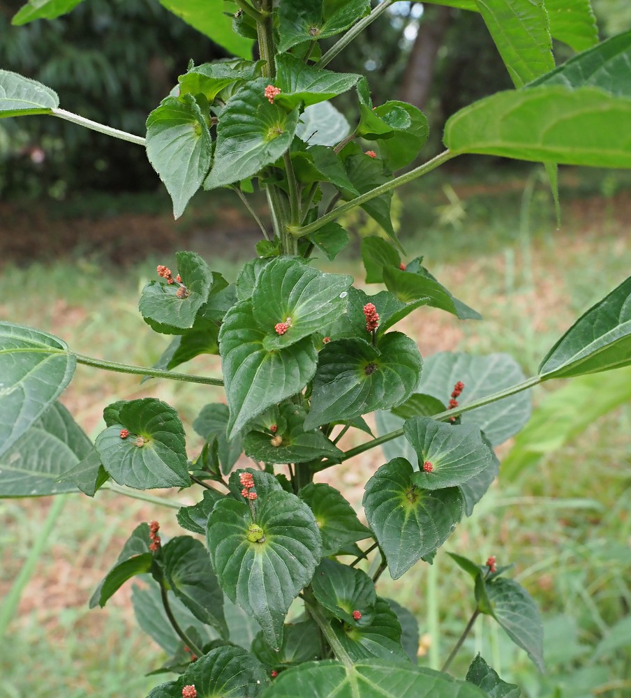 Image of Acalypha australis specimen.