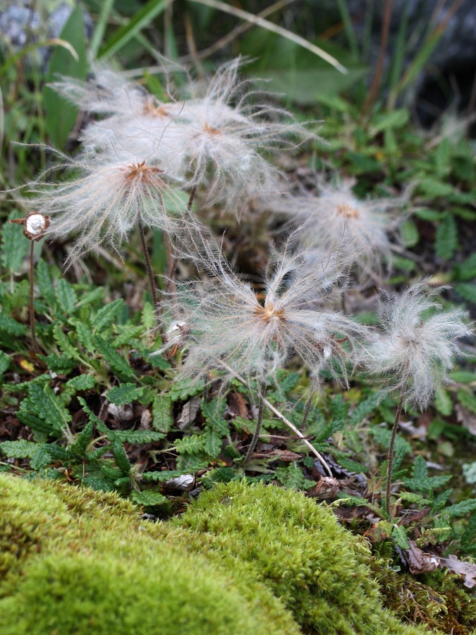 Image of Dryas punctata specimen.