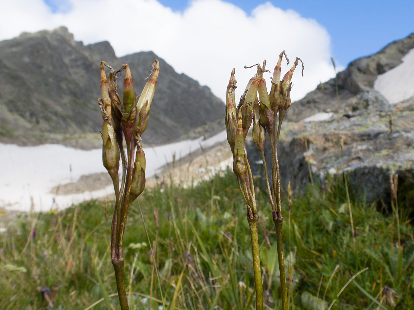 Image of Primula amoena specimen.