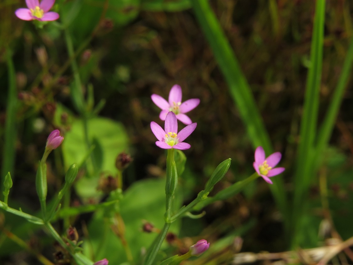 Image of Centaurium pulchellum specimen.