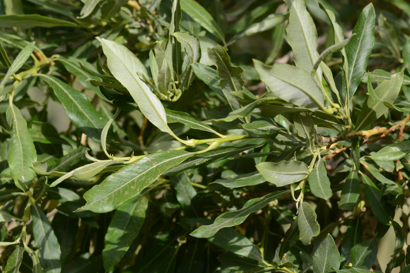 Image of genus Salix specimen.