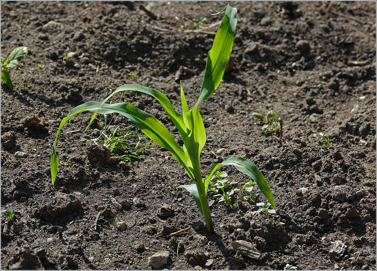 Image of Zea mays specimen.