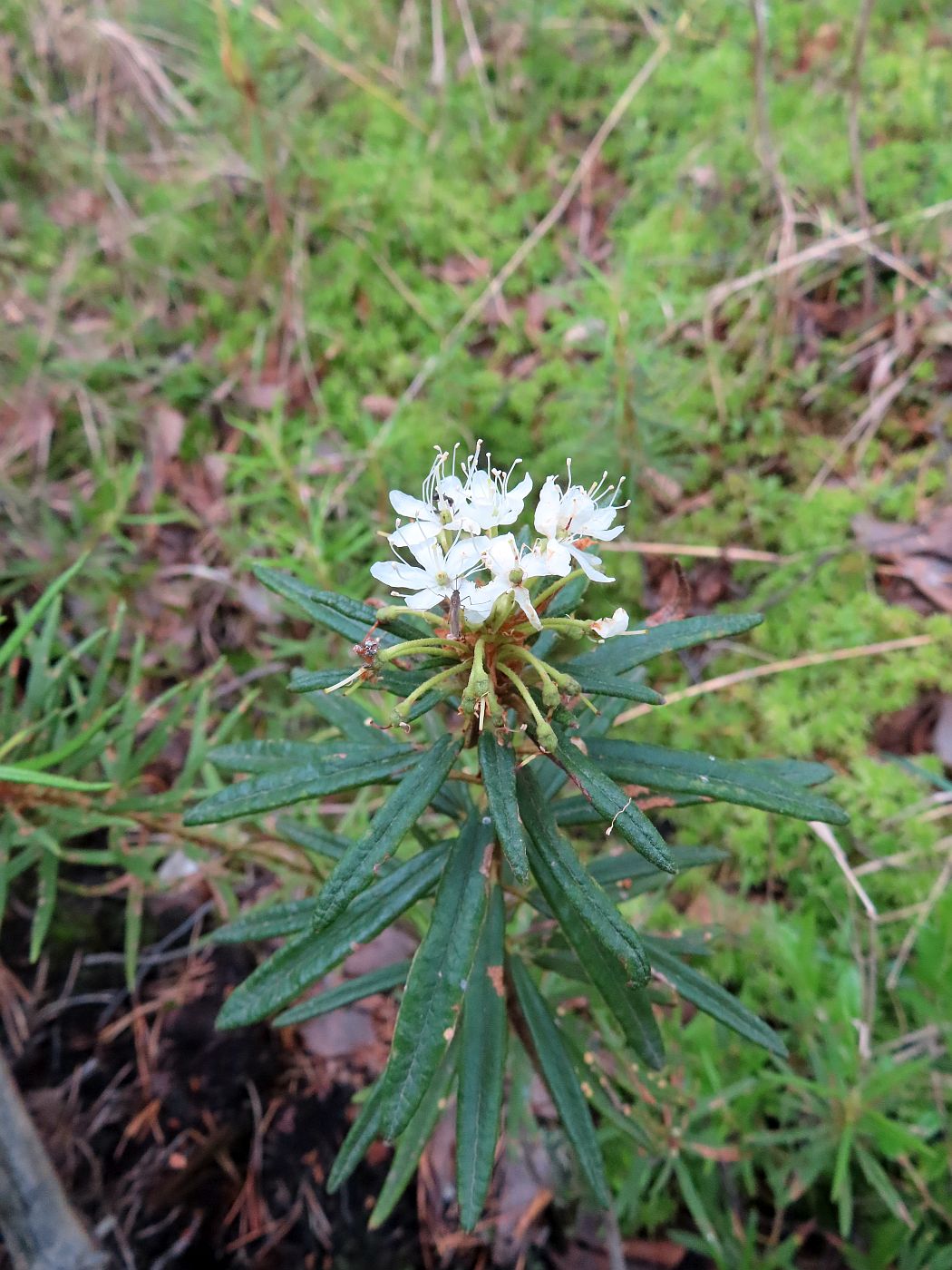 Image of Ledum palustre specimen.