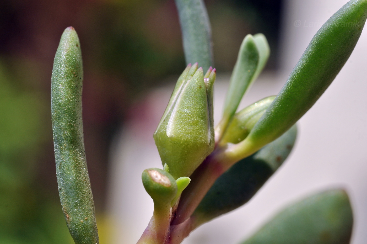 Изображение особи Sesuvium portulacastrum.