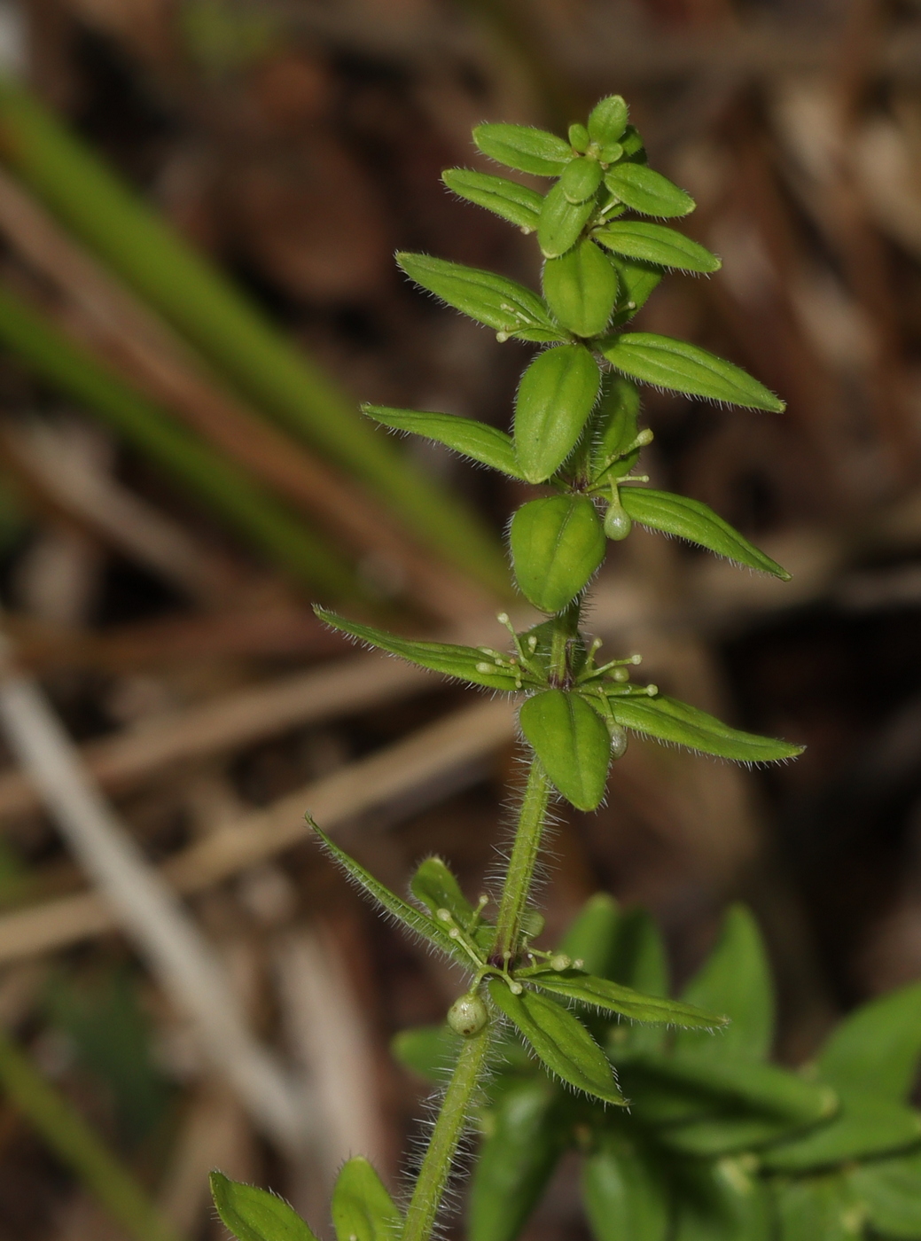 Image of Cruciata krylovii specimen.