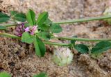 Смотреть изображение Trifolium resupinatum