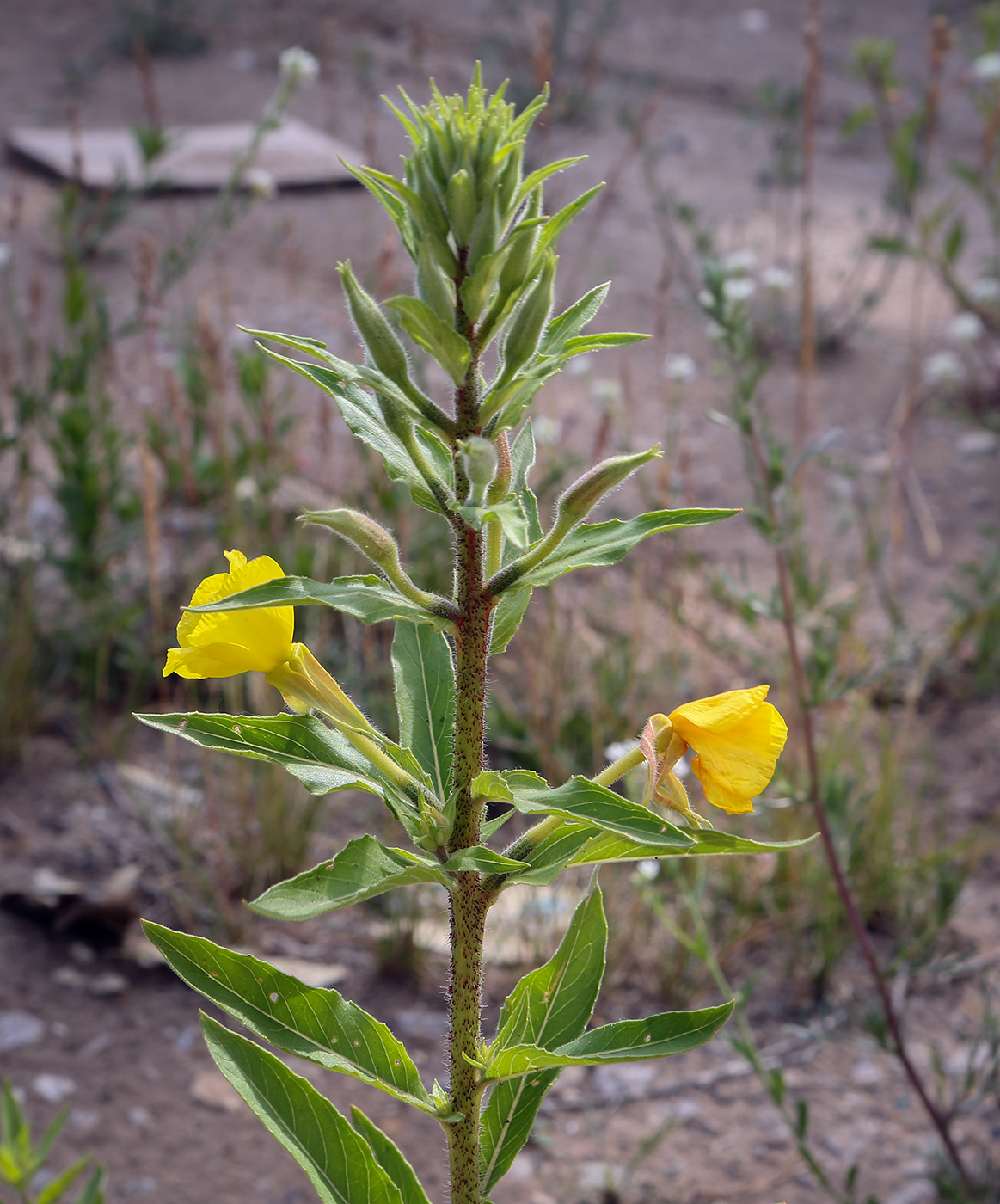 Image of genus Oenothera specimen.