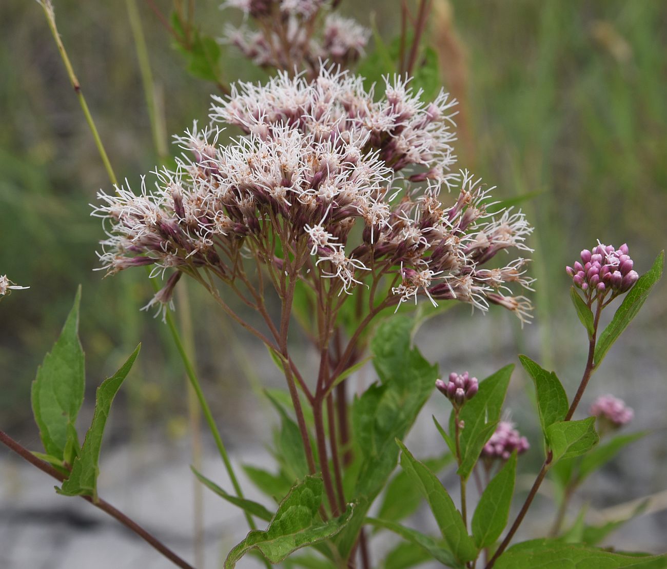 Image of Eupatorium cannabinum specimen.