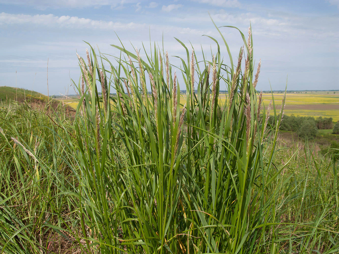 Image of Calamagrostis pseudophragmites specimen.