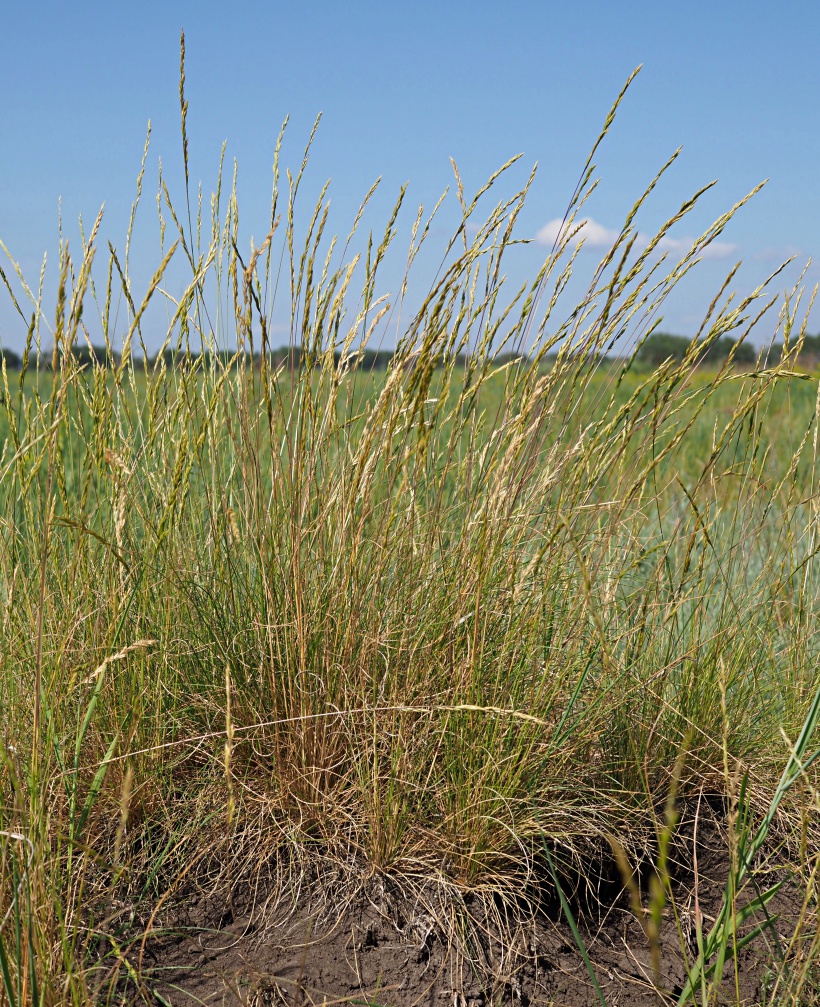 Изображение особи Festuca valesiaca.