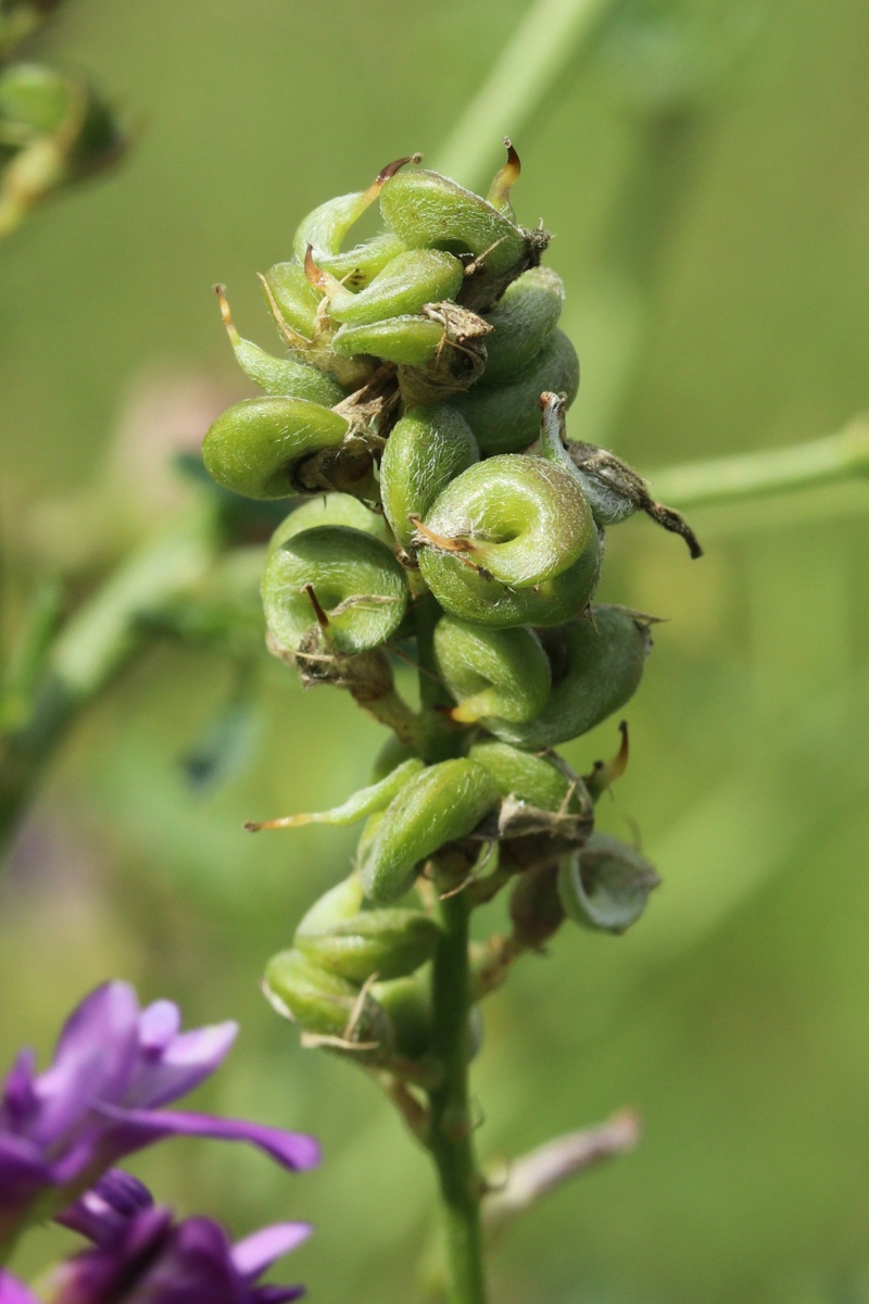 Изображение особи Medicago sativa.