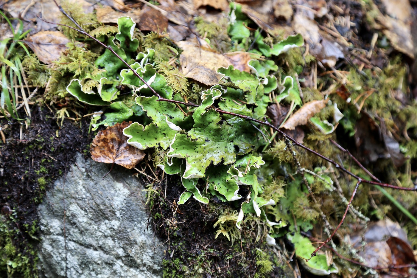 Image of Peltigera aphthosa specimen.