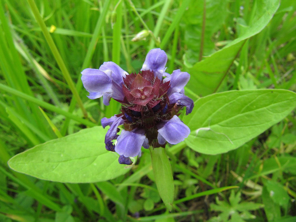 Image of Prunella vulgaris specimen.