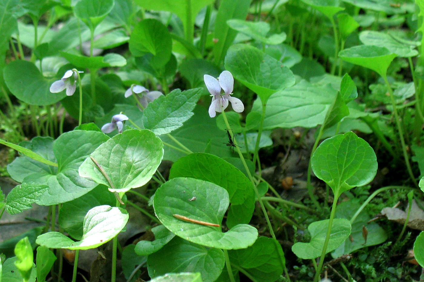 Изображение особи Viola palustris.