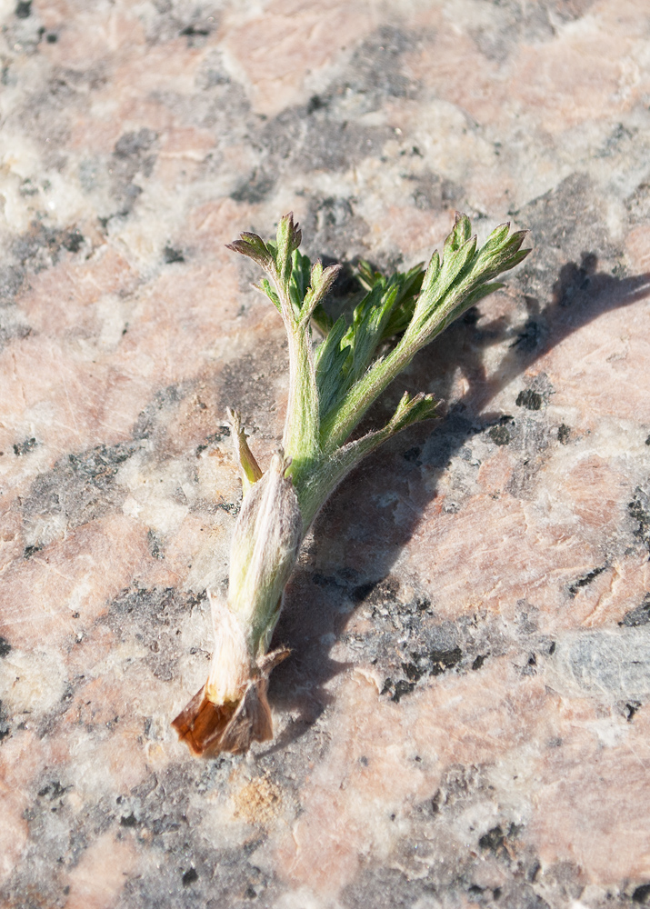 Image of genus Artemisia specimen.