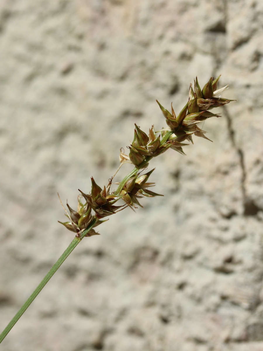 Image of Carex spicata specimen.