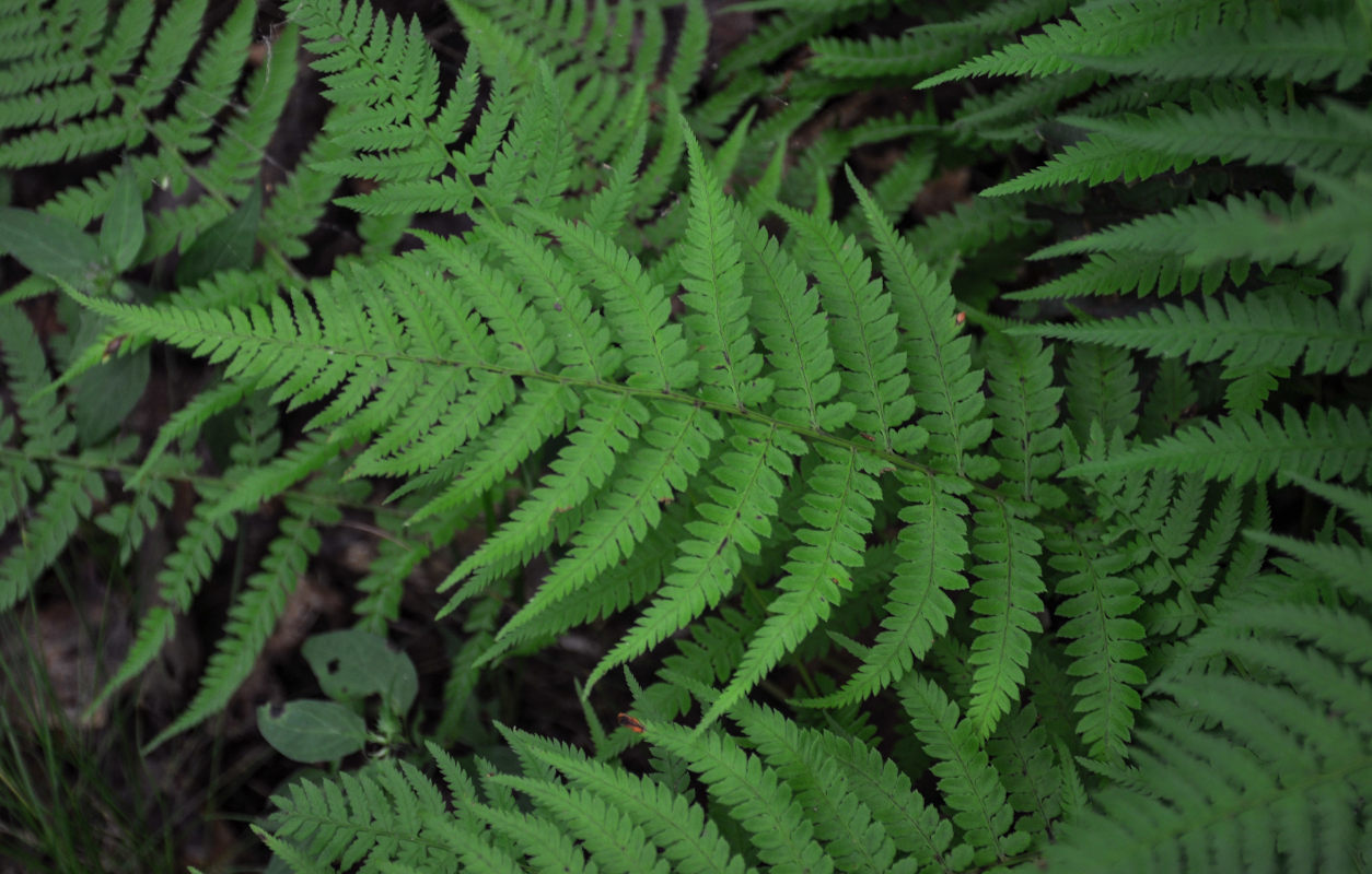 Изображение особи Athyrium yokoscense.