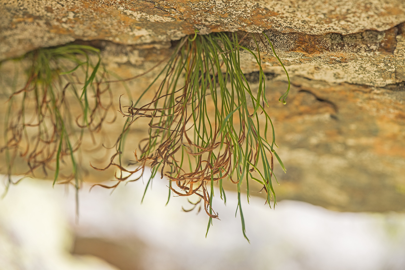 Image of Asplenium septentrionale specimen.