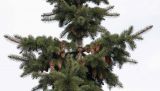 Picea pungens