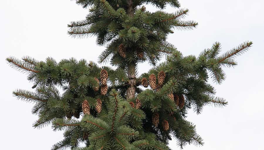 Изображение особи Picea pungens.