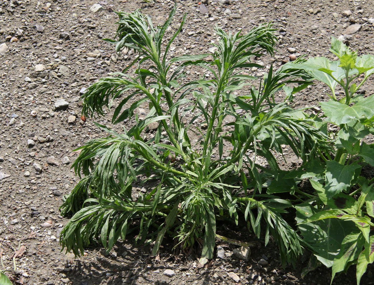 Image of Conyza canadensis specimen.