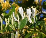 Lonicera japonica. Цветки и листья. Краснодарский край, м.о. Новороссийск, сельский округ Абрау-Дюрсо, парк. 10.06.2021.