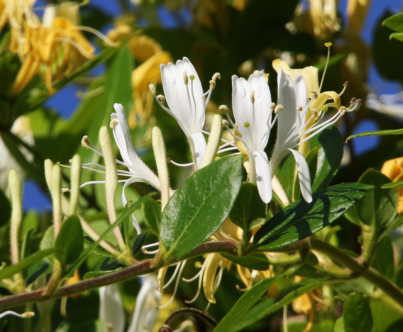 Изображение особи Lonicera japonica.