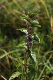 genus Mentha