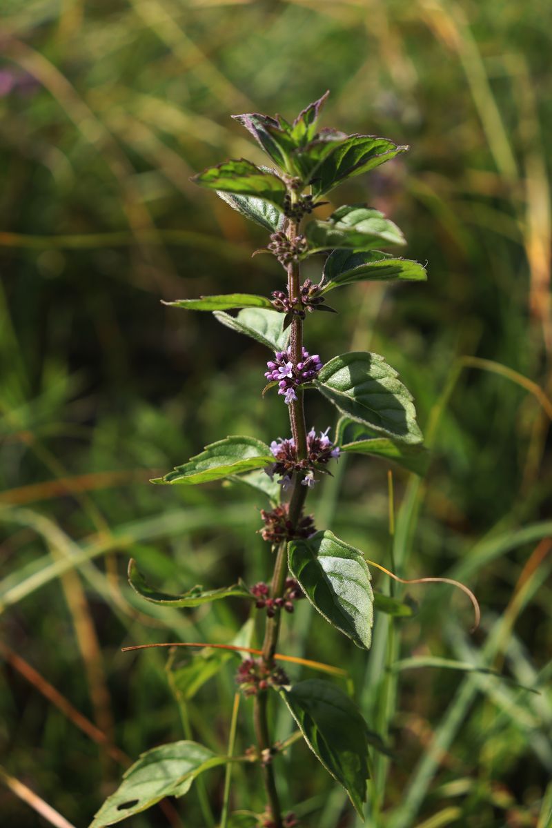 Изображение особи род Mentha.