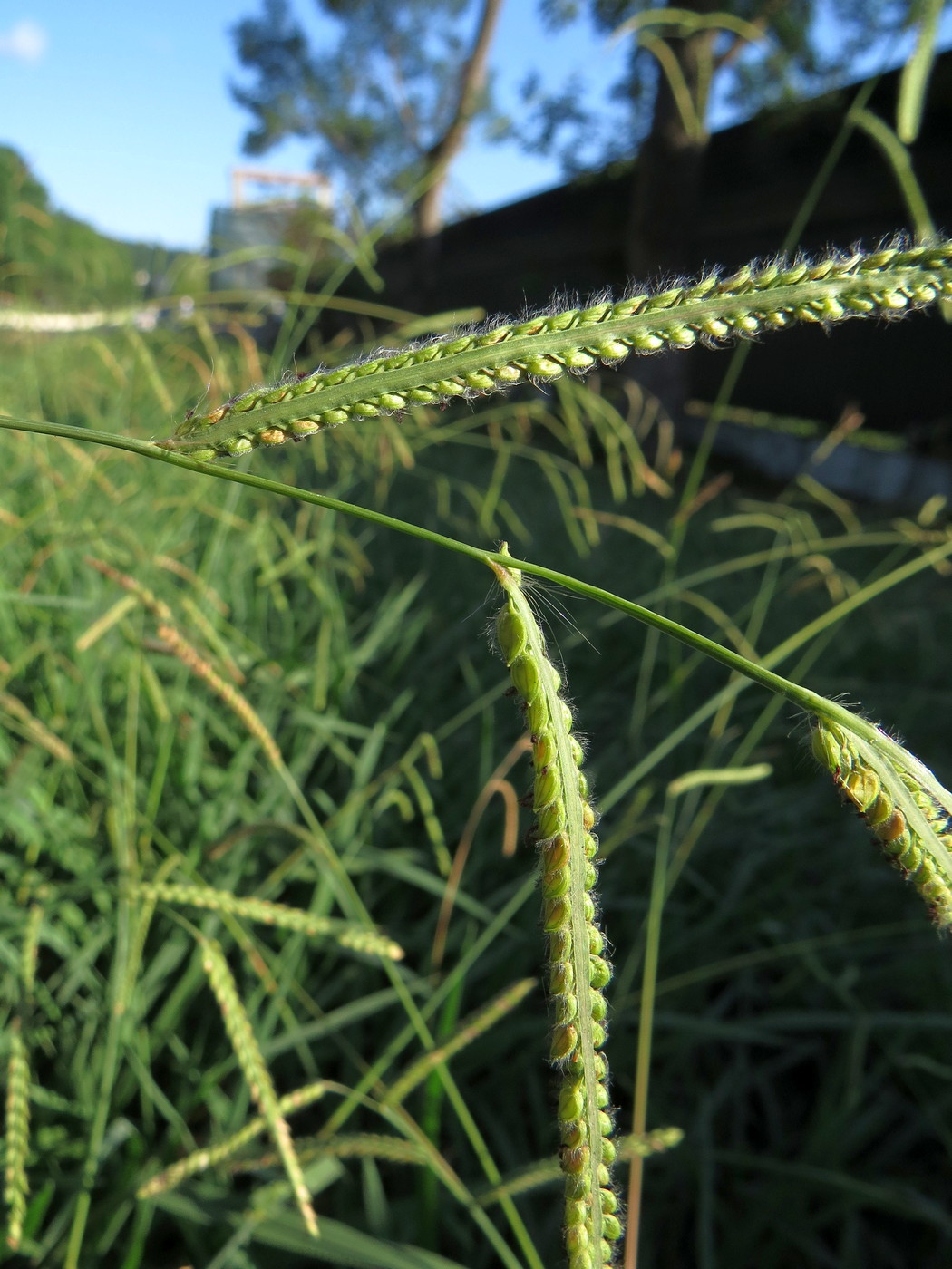 Изображение особи Paspalum dilatatum.