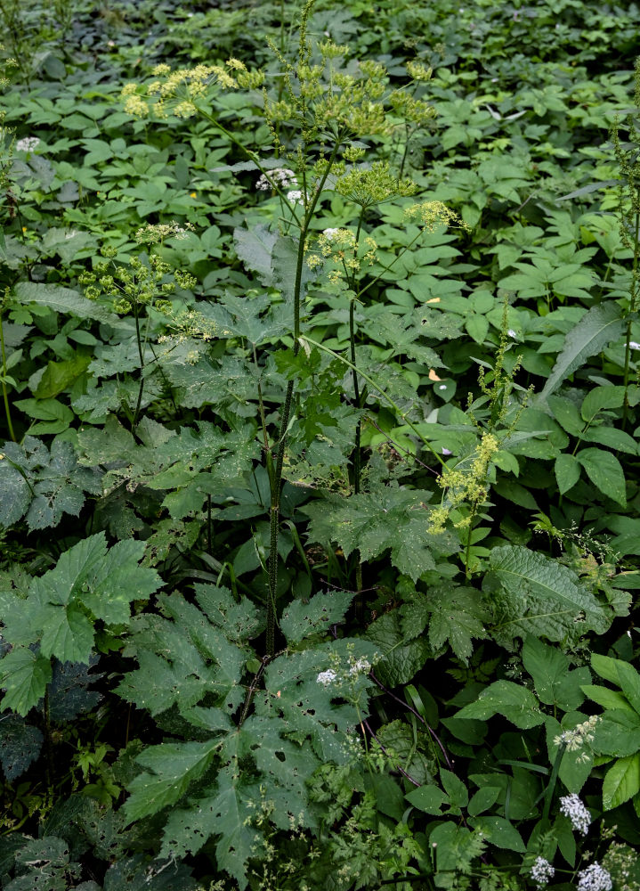 Изображение особи Heracleum sibiricum.