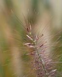 Pennisetum alopecuroides. Плоды. Краснодарский край, Крымский р-н, станица Неберджаевская, приусадебный участок, в культуре. 17.11.2024.