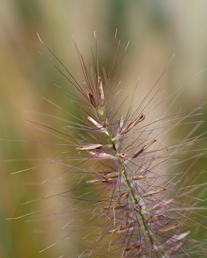 Изображение особи Pennisetum alopecuroides.