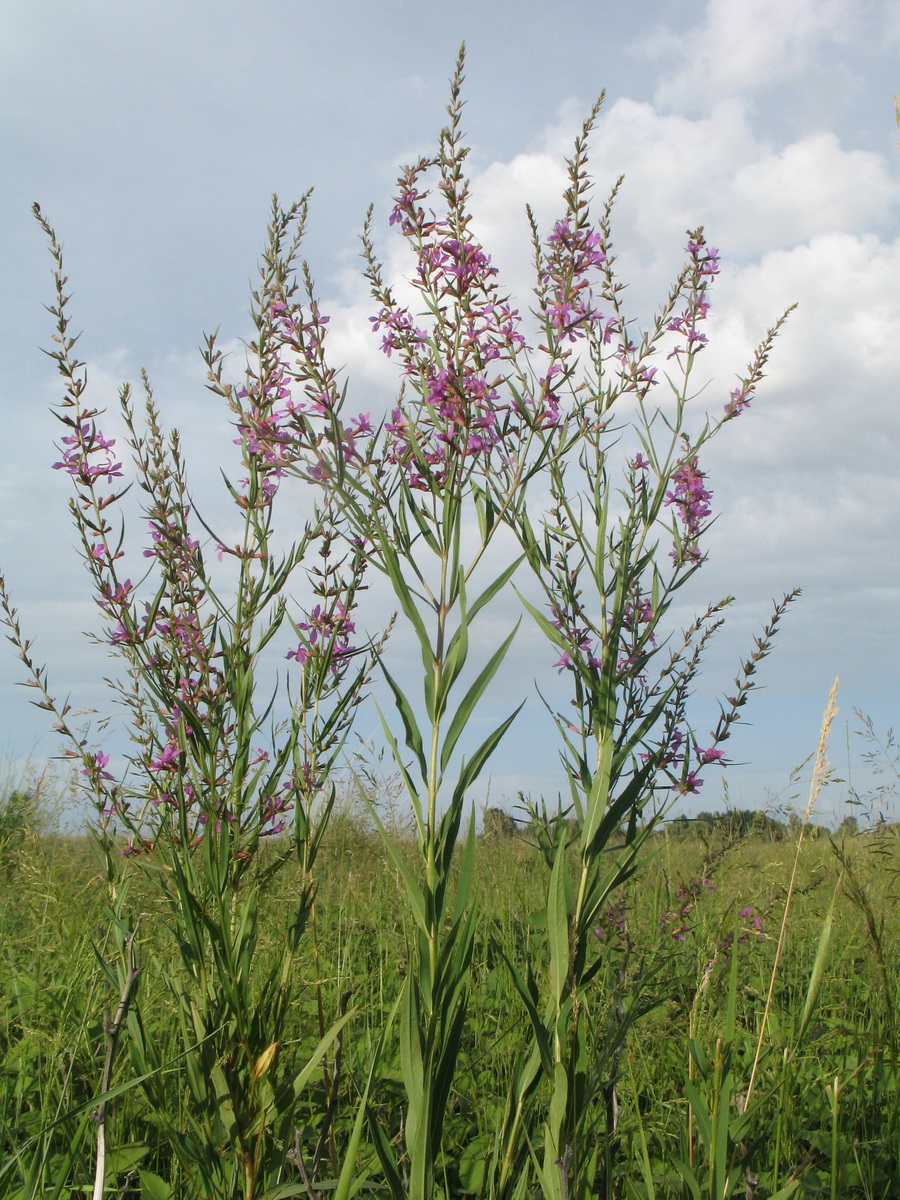 Изображение особи Lythrum virgatum.