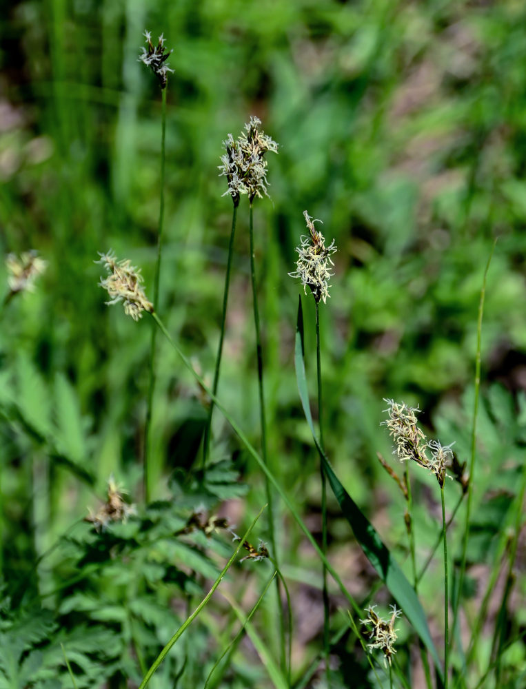 Image of Carex praecox specimen.