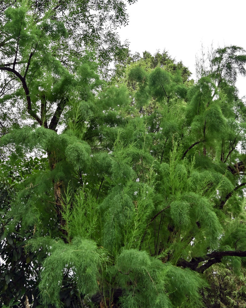 Изображение особи Tamarix chinensis.