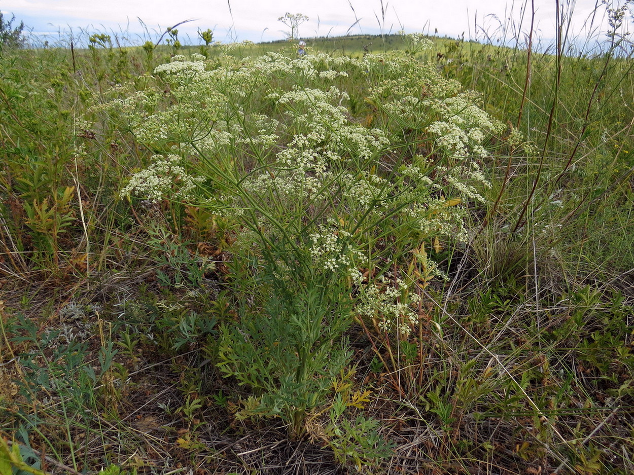 Изображение особи Saposhnikovia divaricata.