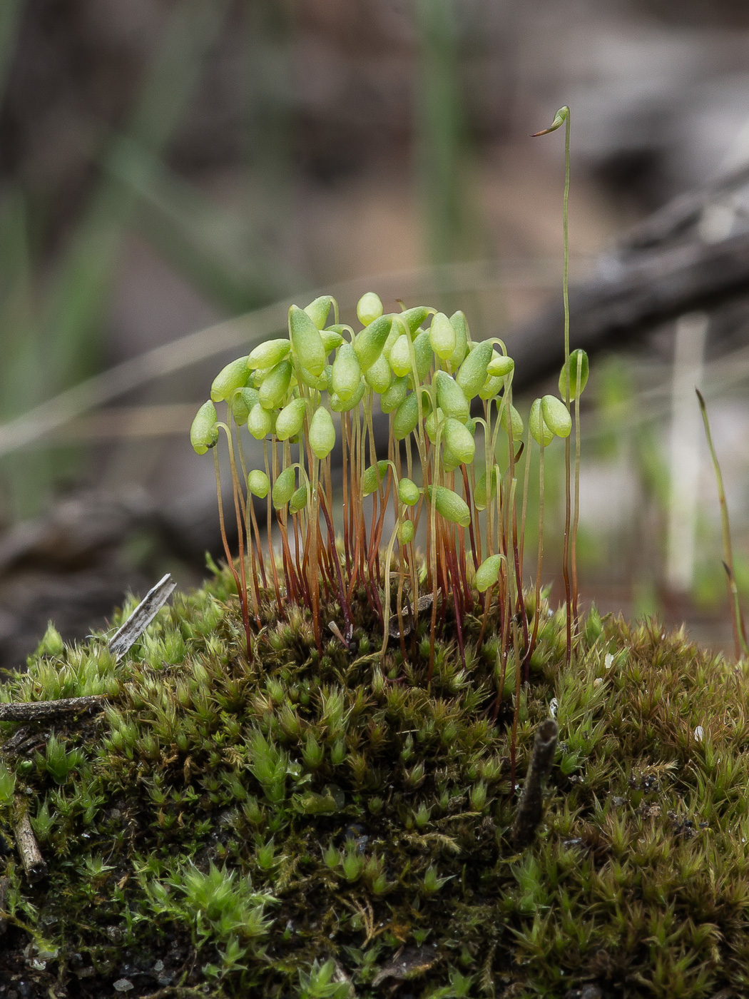 Image of Bryum caespiticium specimen.