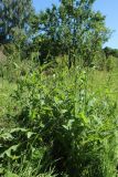 Sonchus arvensis