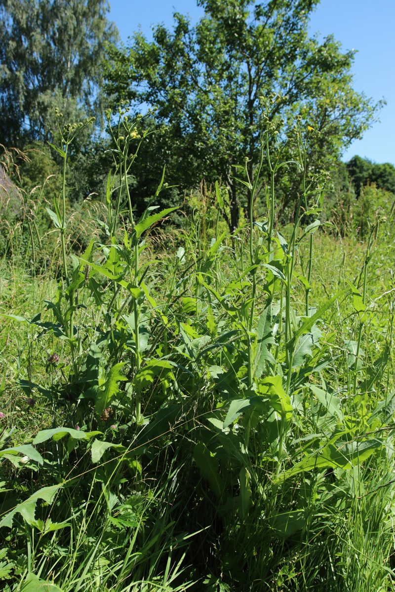 Изображение особи Sonchus arvensis.