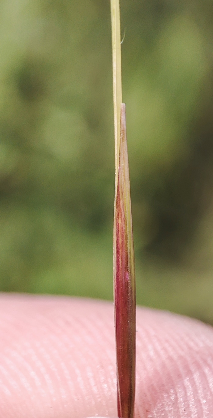 Изображение особи Stipa capillata.