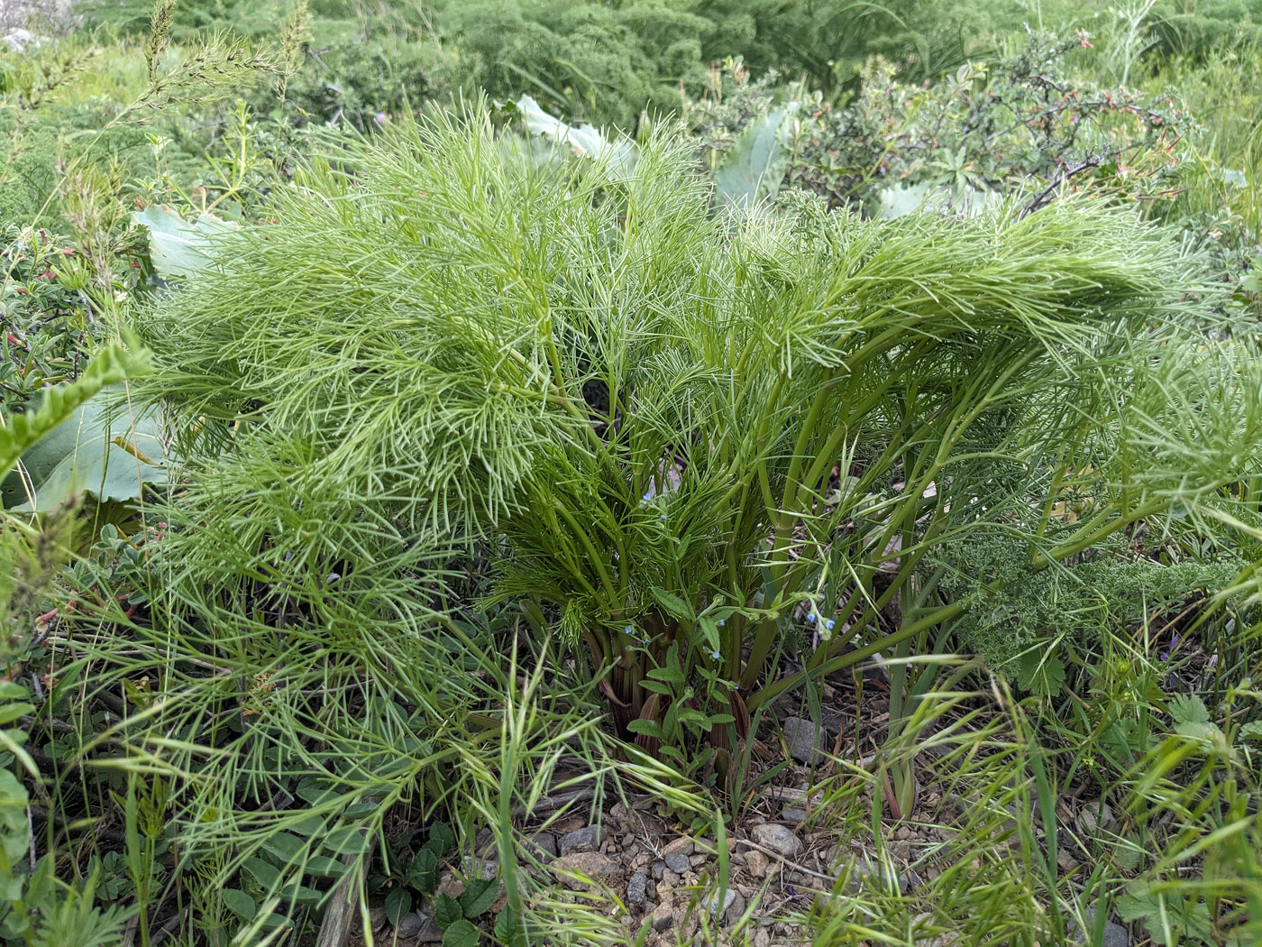Изображение особи семейство Apiaceae.
