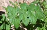 Semenovia dasycarpa