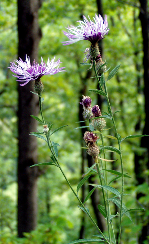 Image of Centaurea salicifolia specimen.