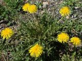 Смотреть изображение Taraxacum brassicifolium