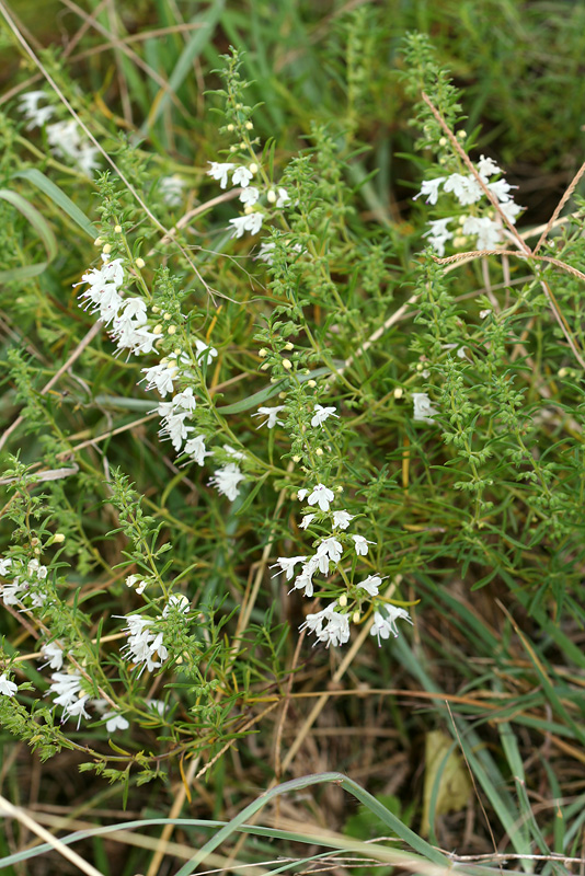 Image of Satureja spicigera specimen.