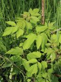 View full-size image Acer negundo