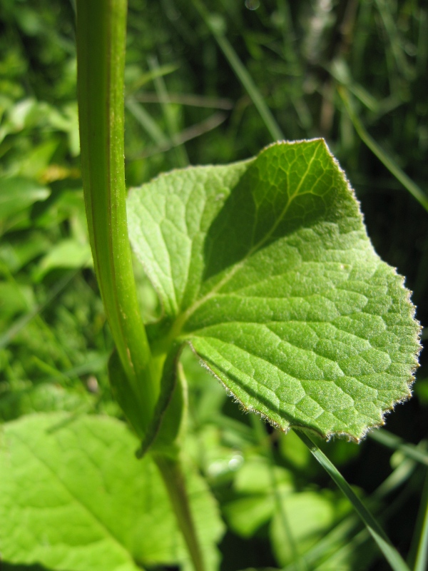 Image of Ligularia lydiae specimen.