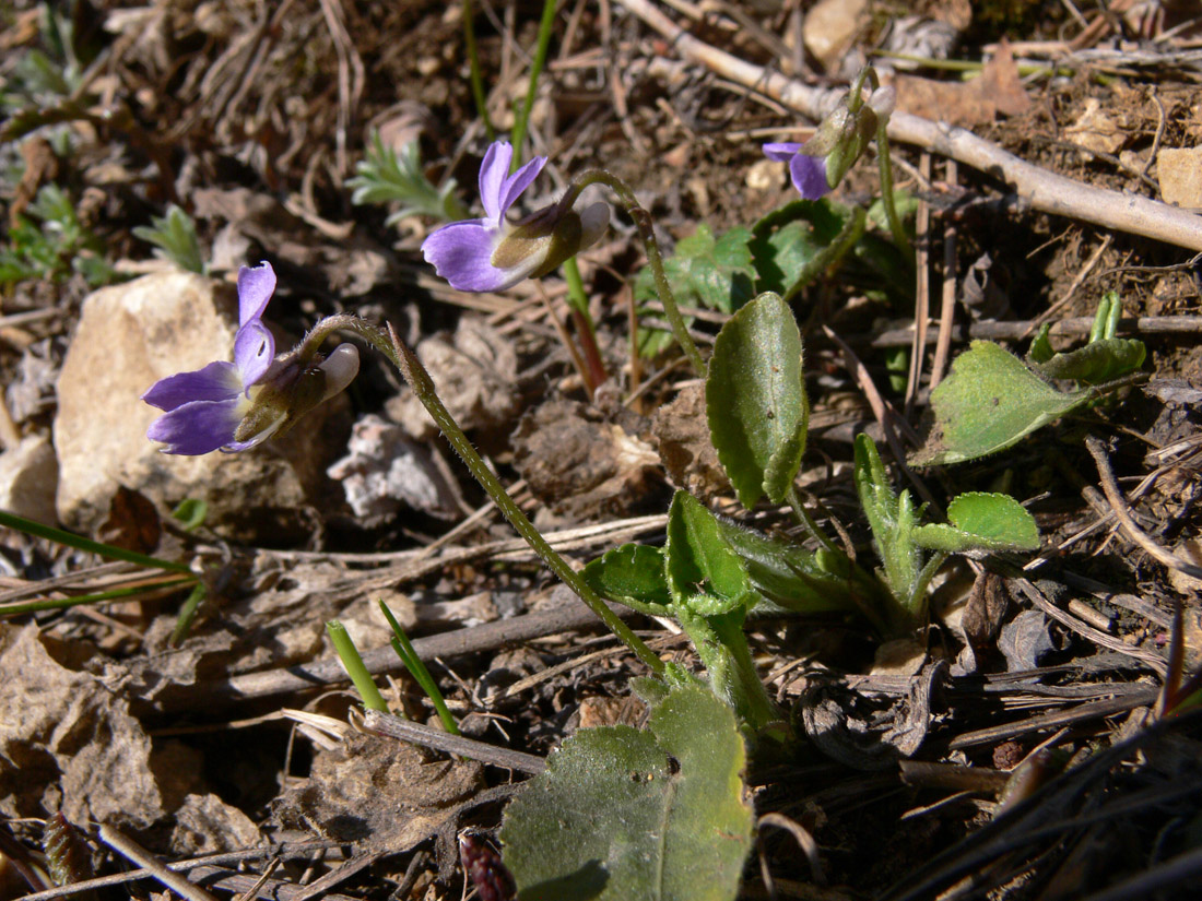 Image of Viola rupestris specimen.